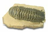Huge Crotalocephalina Trilobite - Atchana, Morocco #289067-3